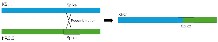Illustration of the recombination event between the genomes of XEC’s parent COVID variants. The genome is the virus’s complete set of genetic instructions.