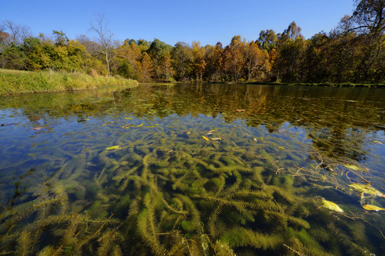 Un lac rempli de végétaux est représenté.
