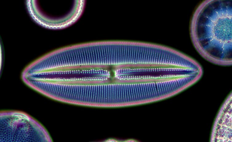 microscopic pic of a diatom algae, purple blue and yellow against black background