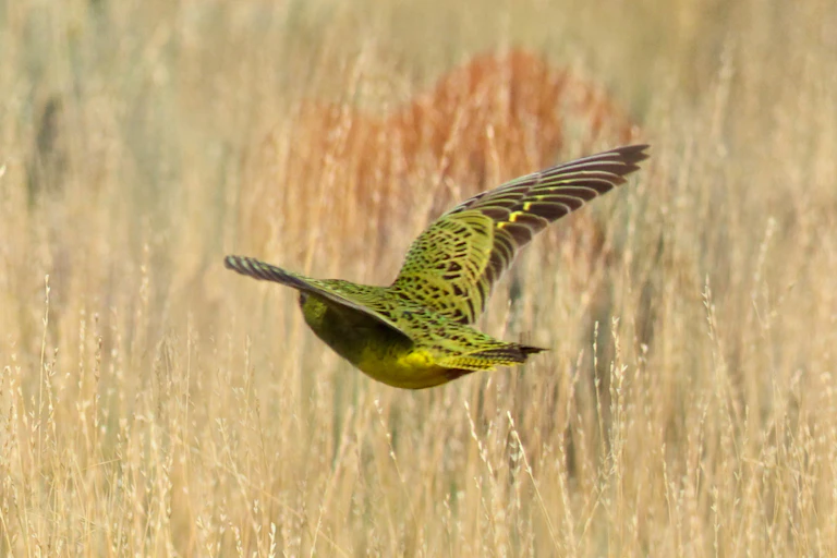 yellow-green bird flying over grass