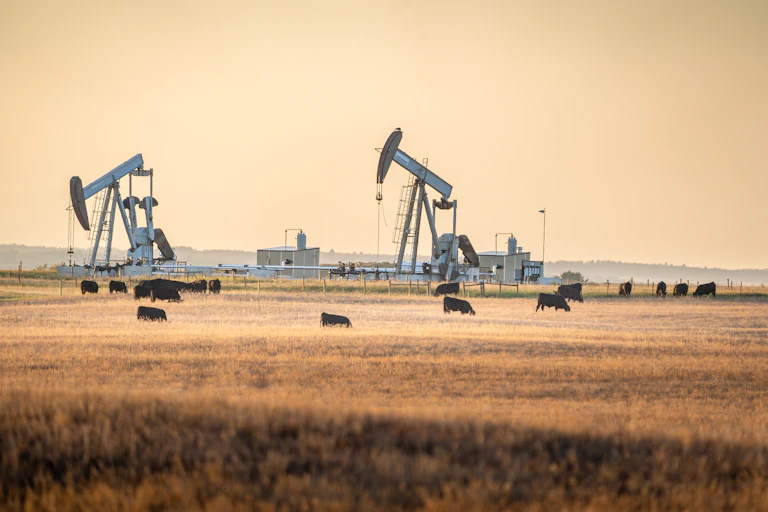 cows and oil pumps