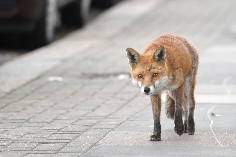 Fox walking in dalight down empty city street by parked cars