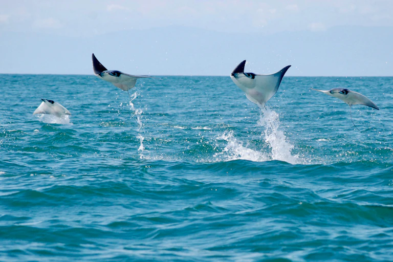 Four large rays leap simultaneously fromt he ocean's surface