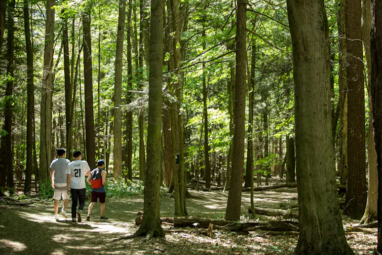 Three people in a sun-dappled forest