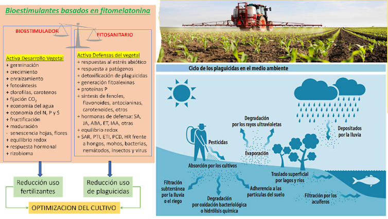 Esquema de síntesis de los beneficios de la fitomelatonina.