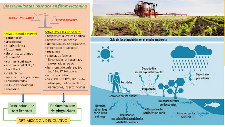 Esquema de síntesis de los beneficios de la fitomelatonina.