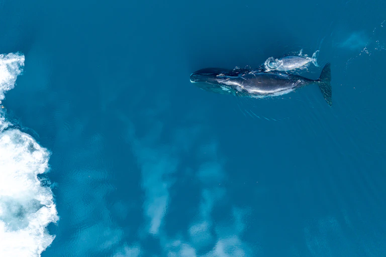 A bowhead whale mother and calf in the eastern Canadian Arctic.