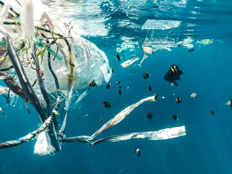 poisson qui nage à côté de plastique dans la mer