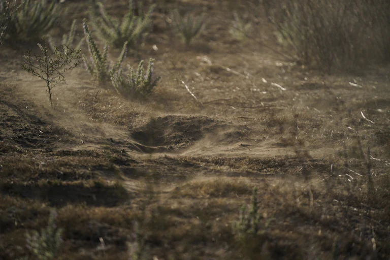 Photograph of arid soil with dry vegetation.