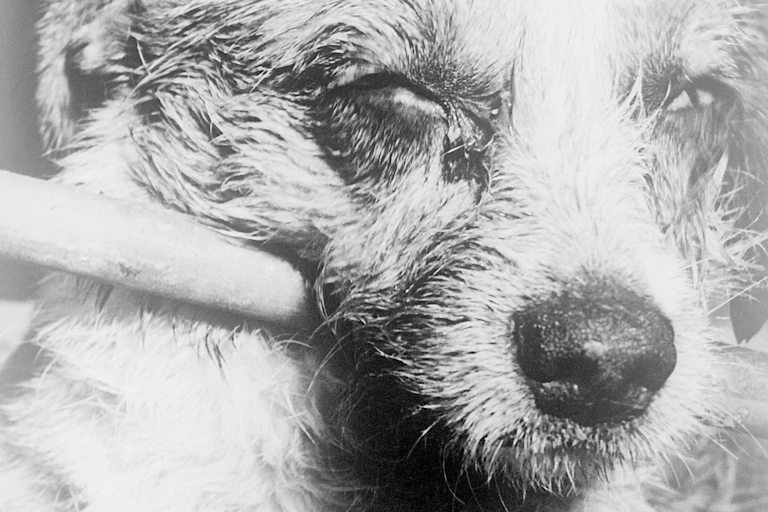 Black and white close-up of a dog's squinting face with rabies