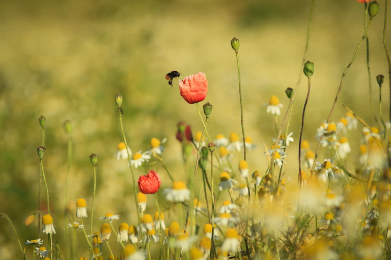 A bee lands on a poppy flower in a wildflower meadow.