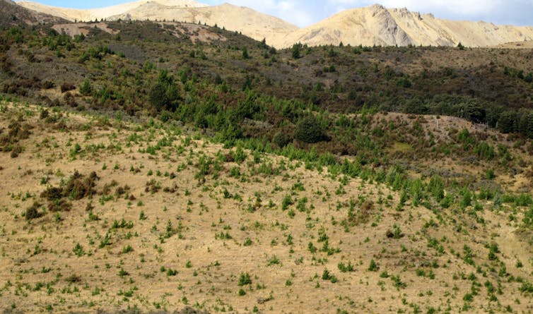 Wilding pines invading the montane grasslands of the Craigieburn valley, Canterbury, New Zealand.