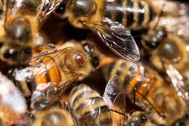 A varroa mite sits on a honey bee.