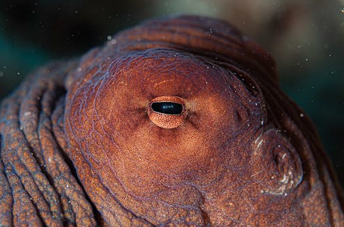 Octopuses work together with fish to hunt – and the way they share decisions is surprisingly complex
