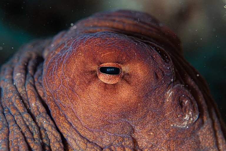 Close-up of the eye of a red coloured octopus.