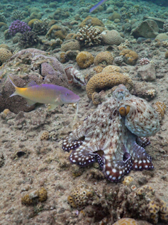 Grey sea floor with a dotted octopus and a purple-yellow fish next to it.