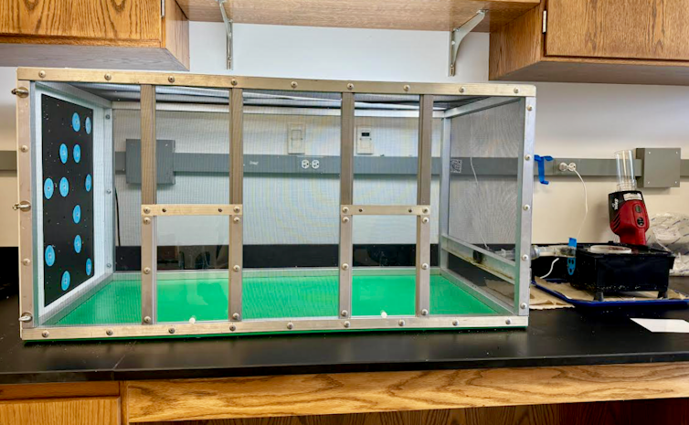 Laboratory set up showing a rectangular screened box with blue plastic disks on one end. On the other end, there is a small hole in the screen accommodating a tube which leads to a smaller black box.