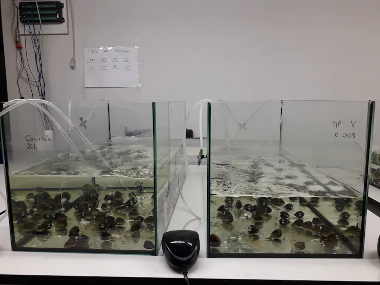 An Expert Discusses the True Impact of Microplastics on Human Health File 20240924 20 L4unz7.jpg?ixlib=rb 4.1