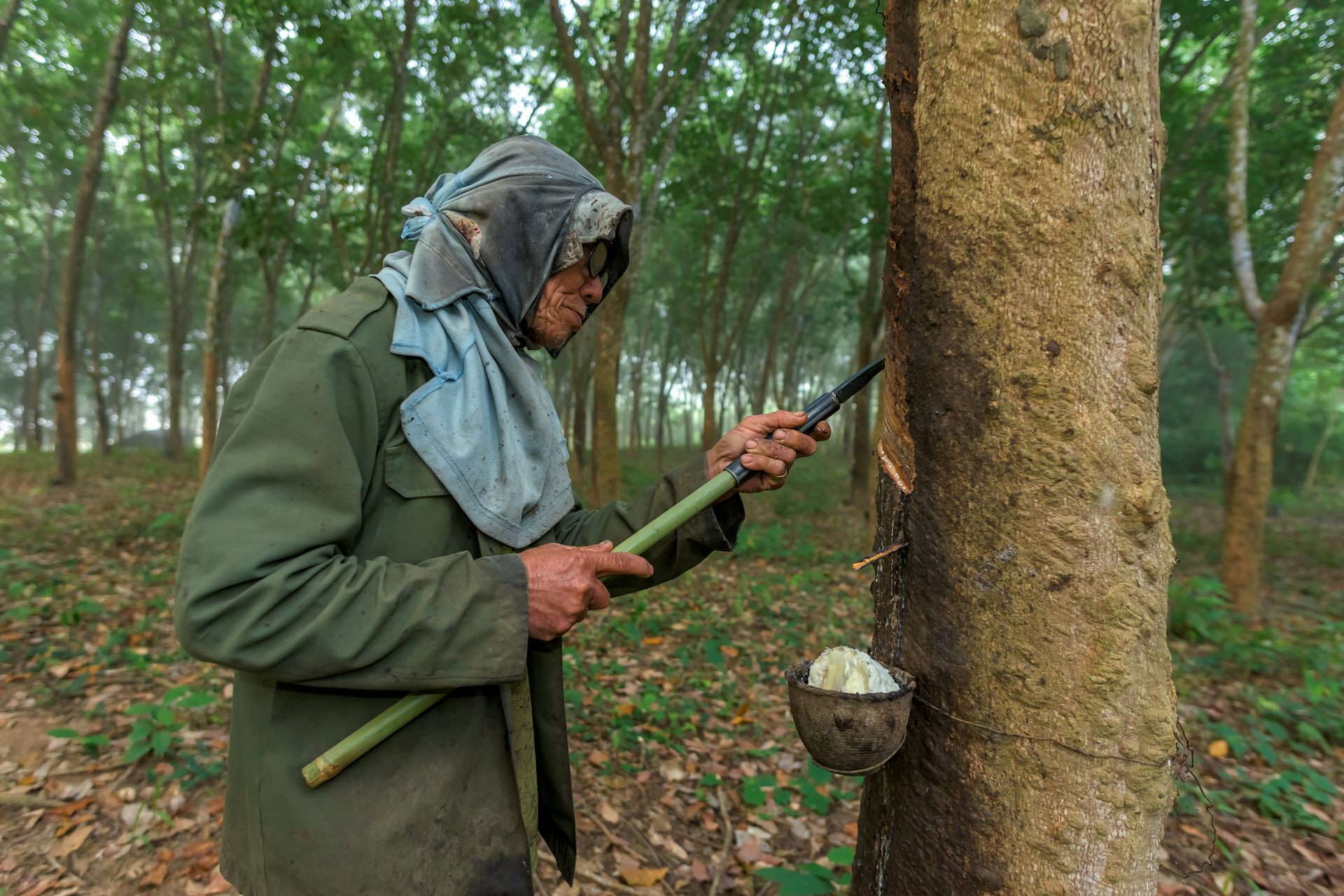 Aturan deforestasi Eropa tak berkeadilan dan menghambat keberlanjutan petani kecil