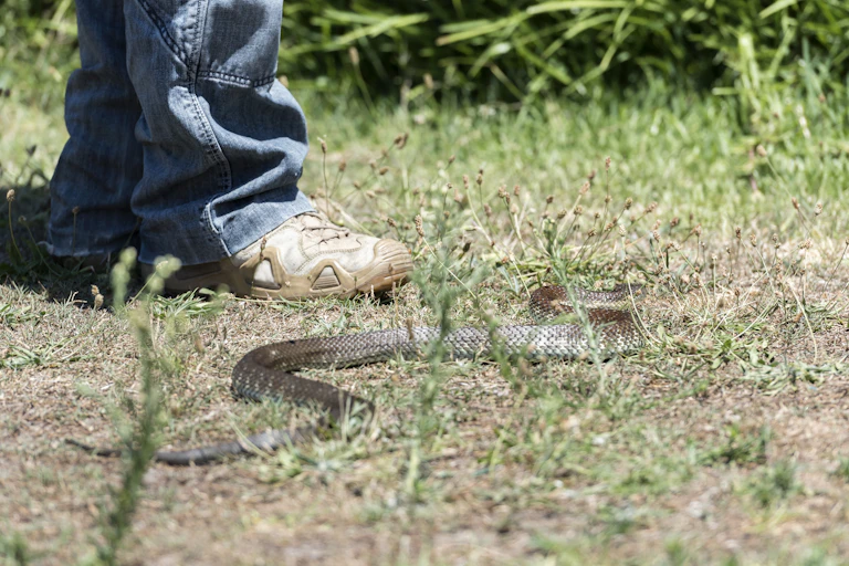 person's feet with snake on ground nearby