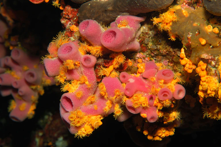 Pink and yellow organisms under the sea