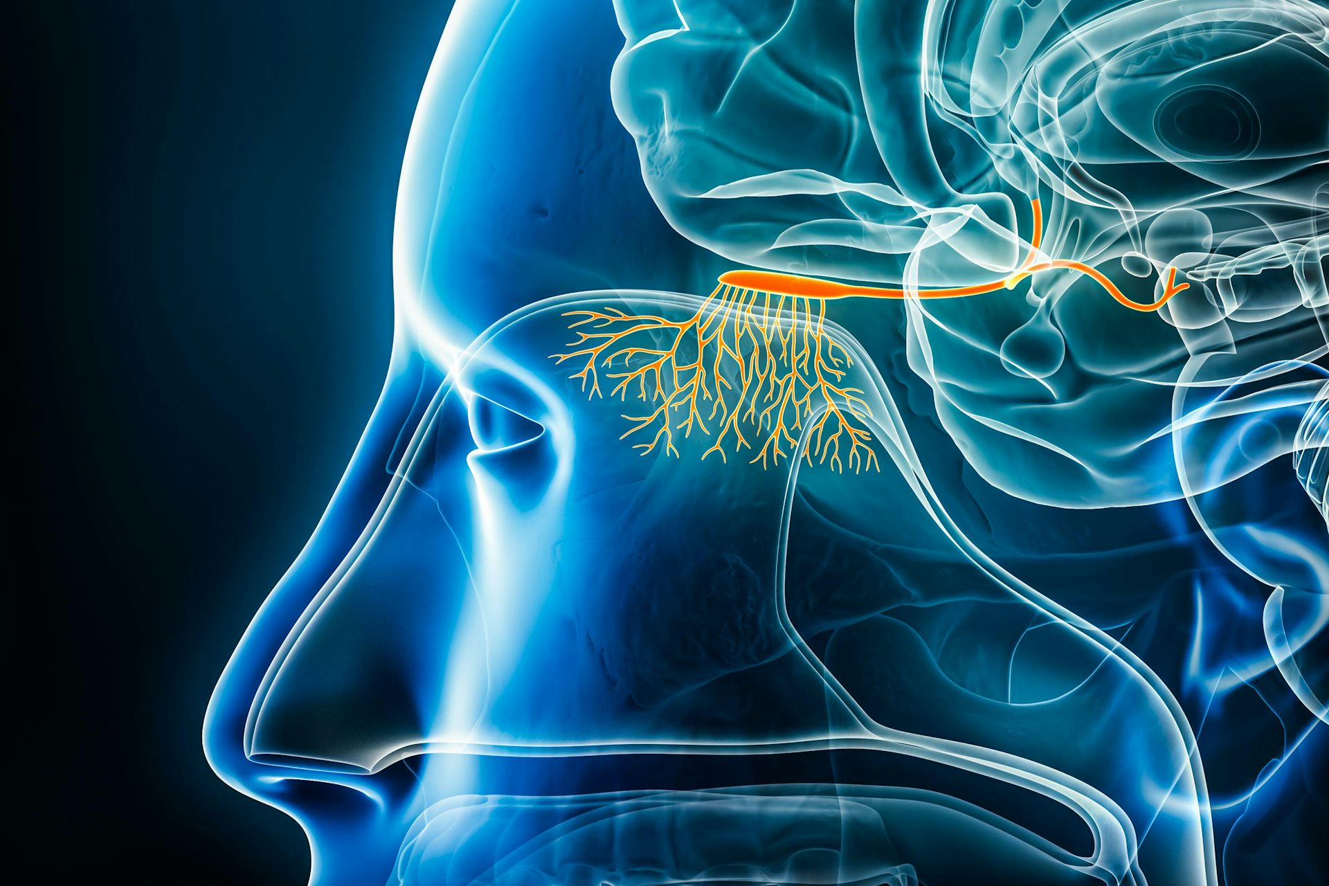 Graphic showing a transparent human head with the olfactory bulb marked in orange.
