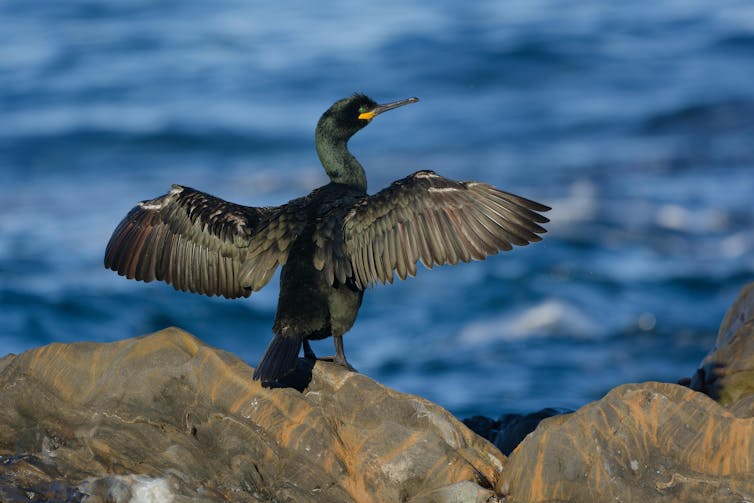 A black seabird on a rock with wings extended.