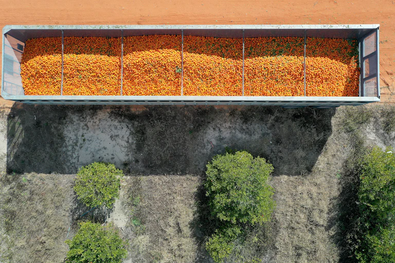 We are looking down on a roofless tractor trailer that is piled full of thousands of oranges