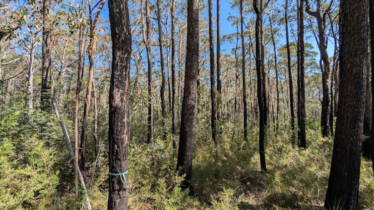 Burnt forest with shrubby re-growth
