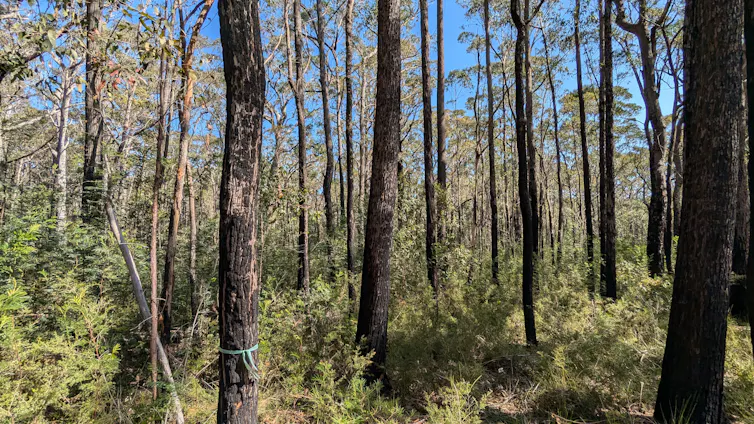 Burnt forest with shrubby re-growth