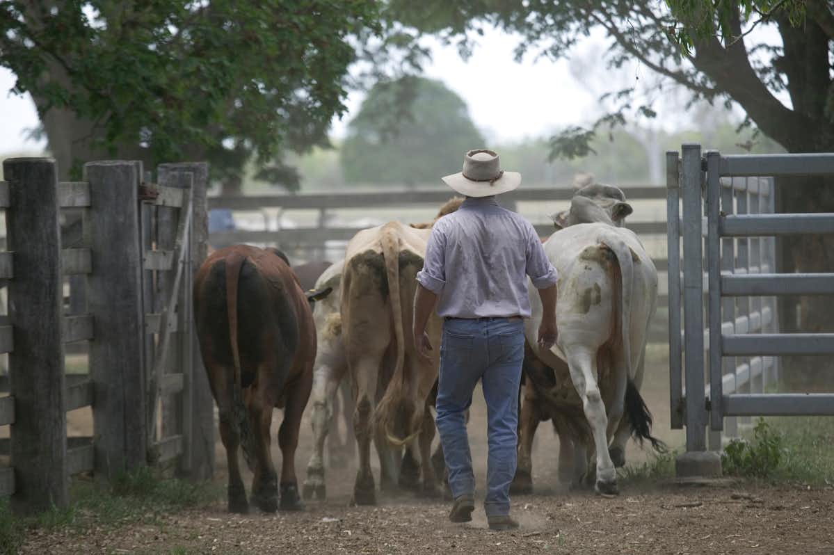Technology is changing the face of northern Australian cattle farming