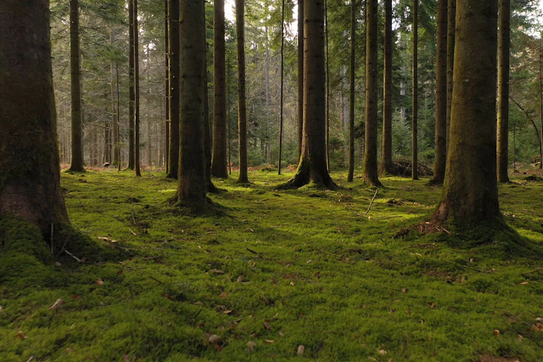 Woodland scene