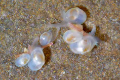 A tiny white clam rests on top of an orange sea creature