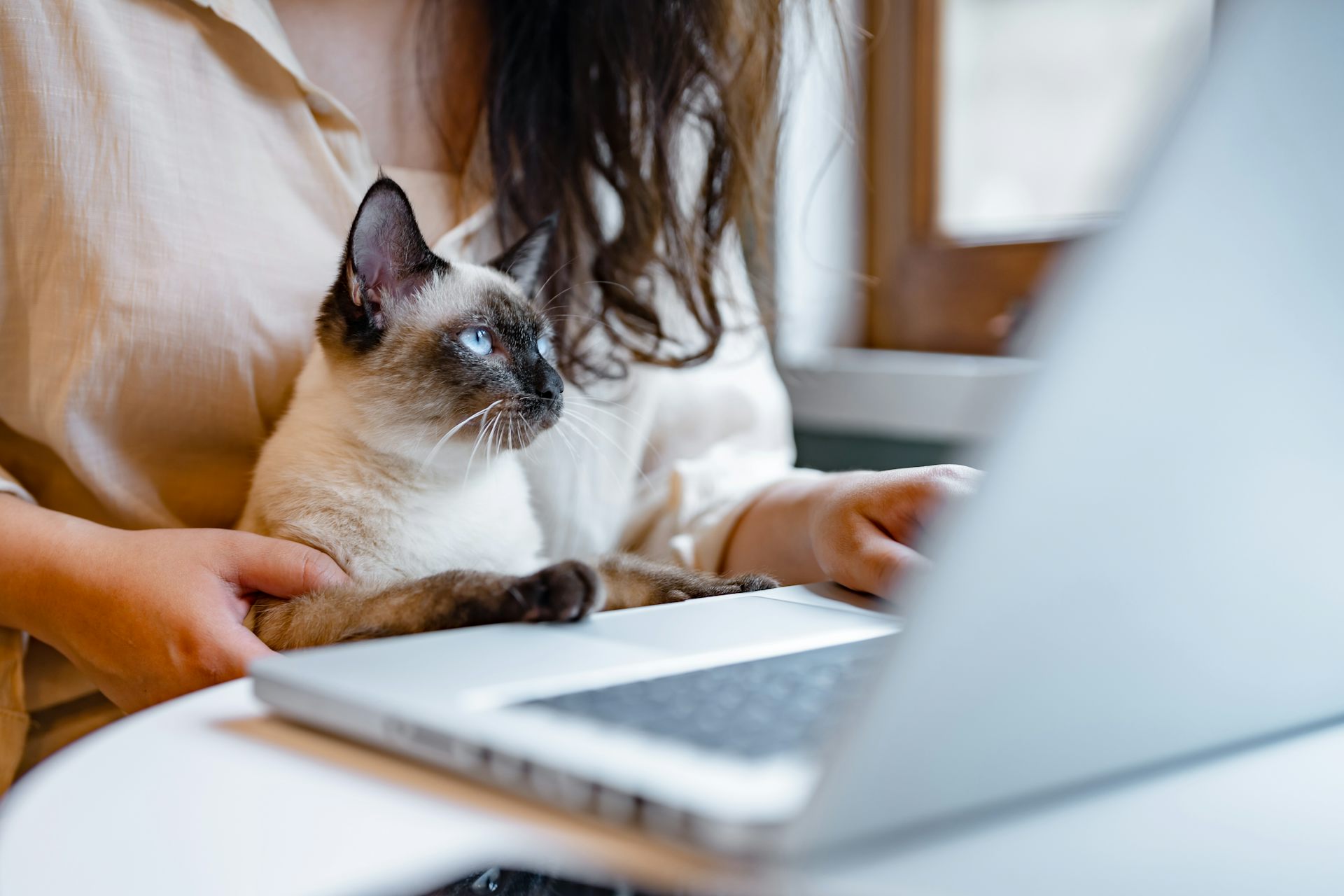 La première fois que j'ai perdu mon chat La première fois que j'ai perdu mon chat La première fois