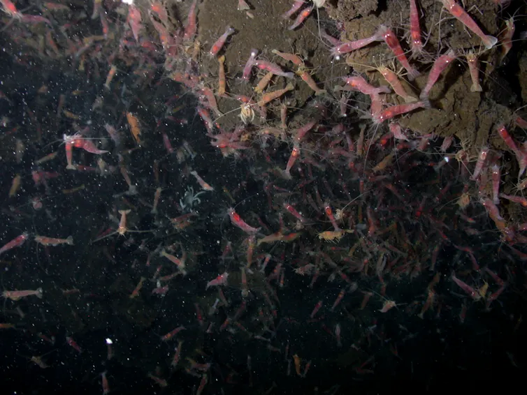 Shrimp surrounded by darkness and mud.