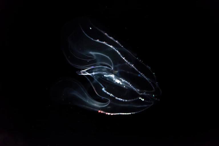 A jellyfish with illuminated tentacles.