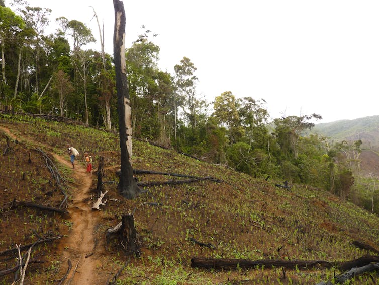 landscape with trees cut down and people minings on path
