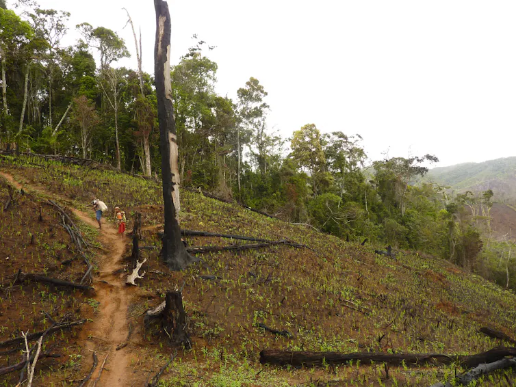 landscape with trees cut down and people minings on path