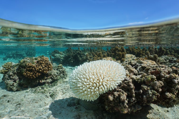 Bleached coral in shallow water in the Pacific.