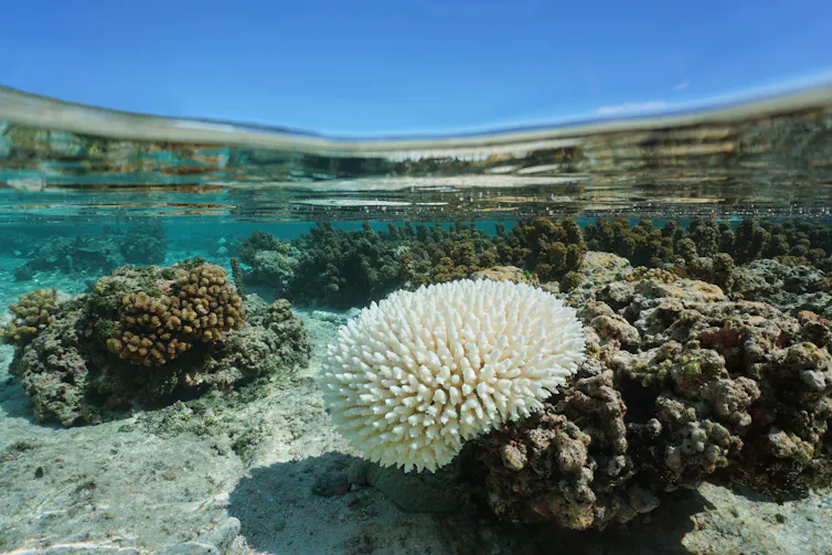 Bleached coral in shallow water in the Pacific.