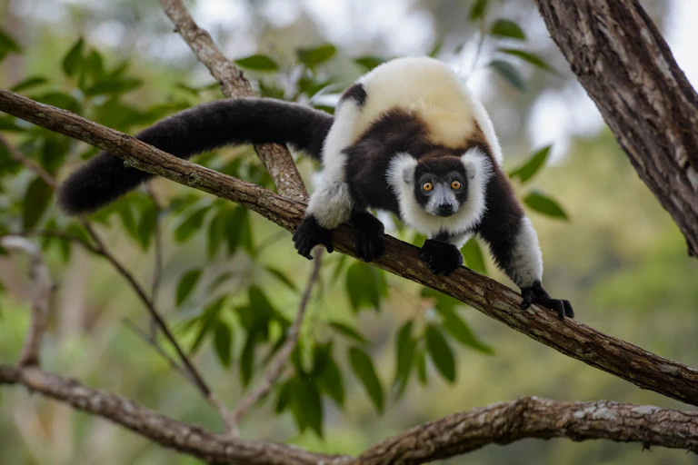black and white lemur on branch of tree