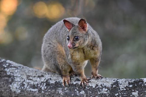 ‘Vegetarian’ possums eat meat when the weather’s cold