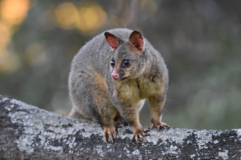 The common brushtail possum on a tree branch