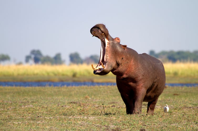 A hippopotamus with a wide open mouth, on the banks of the Chobe River in Botswana