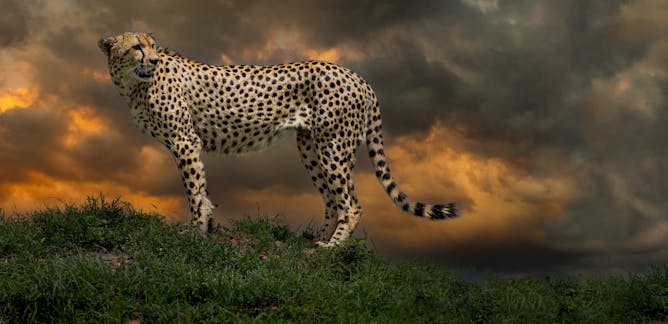 Serengeti – News, Research and Analysis – The Conversation – page 1