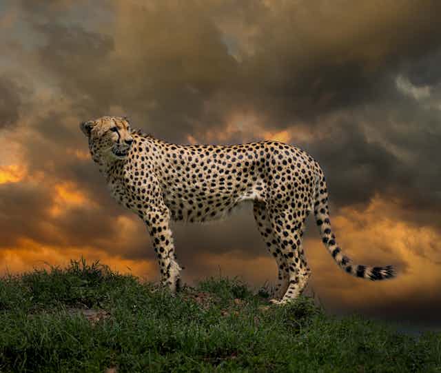 Africa’s famous Serengeti and Maasai Mara are being hit by climate