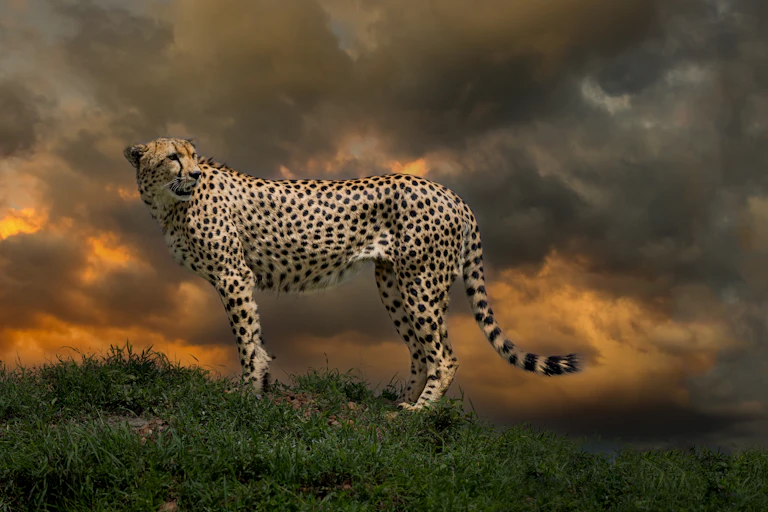 Cheetah seen from the side, standing on a grassy mound, with a dramatic cloudy sky in the background