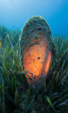 photo de grand coquillage au fond de l’eau