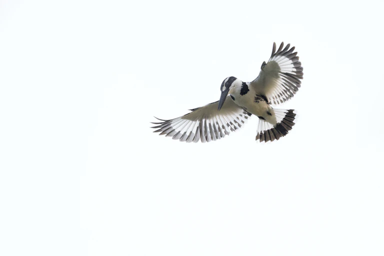 A black and white bird with a long black beak in full flight, wings stretched out against the sky.