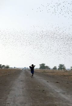 A silhouette of a young boy, his hands to his face, looking at a huge swarm like flock of birds in the sky as he walks on a dirt road.